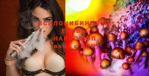 индика Новозыбков