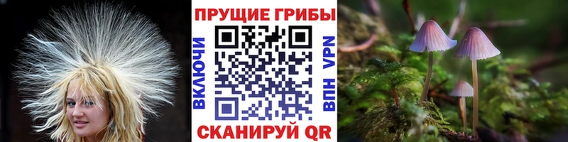 Псилоцибиновые грибы Psilocybe  магазин продажи   Ипатово 