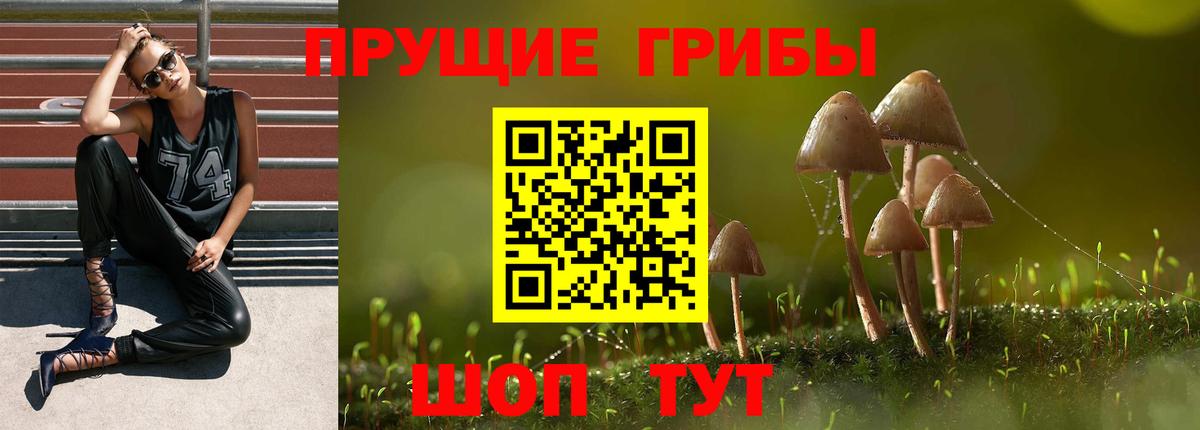 Псилоцибиновые грибы Psilocybe  Ипатово 